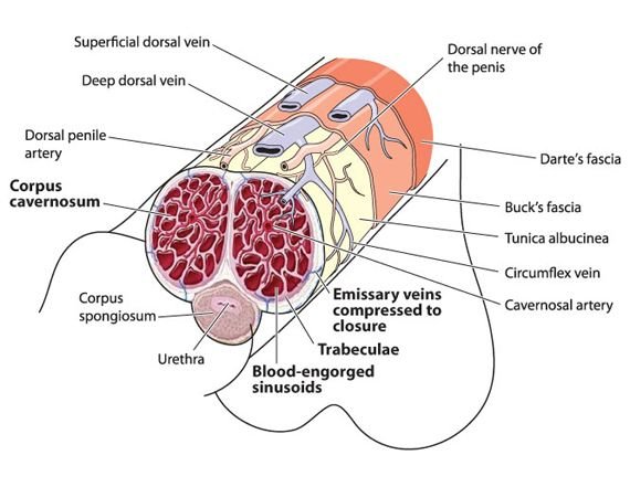 About Erection Problems